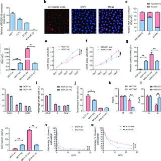 MIR200CHG Promotes Tumor Formation In Nude Mice Xenograft Models A