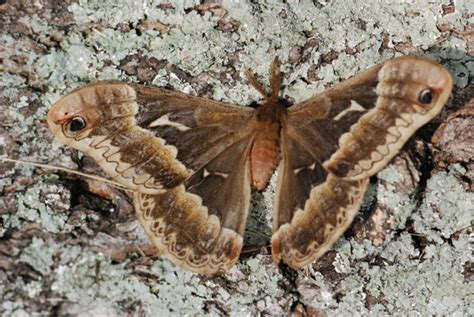 Tulip Tree Silkmoth Identification Life Cycle Facts And Pictures