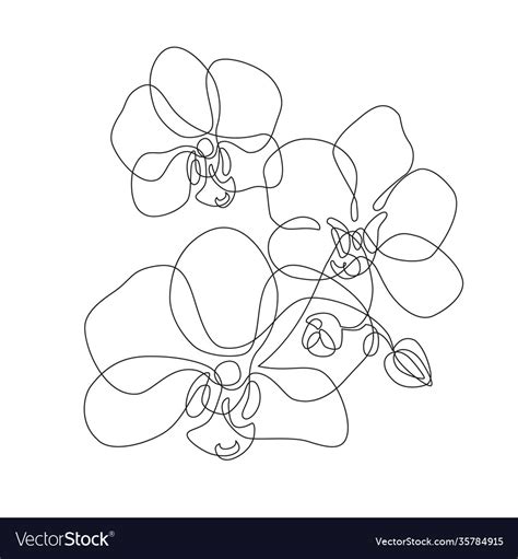 Beautiful Orchids Line Art Pattern Exotic Flowers Vector Image