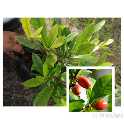 Seeds repack Magic Fruit or Miracle Fruit ( Red Berry) seedling Outdoor ...