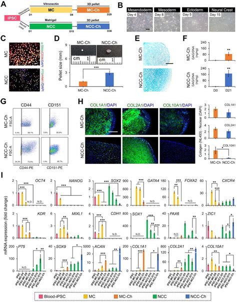 Pe Conjugated Mouse Anti Human Cd44 Becton Dickinson Bioz