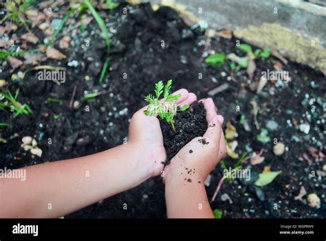 Sapling In For Hi Res Stock Photography And Images Alamy