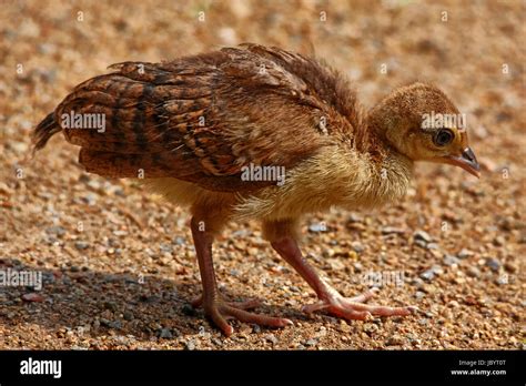 baby peacock (peacock chicks Stock Photo - Alamy