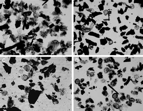 Sedimentary Organic Matter From The Agua De La Mula Member A