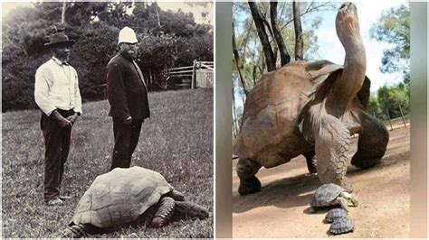 Jonathan The Tortoise Photographed In 1902 And Today - Nickey's Circle