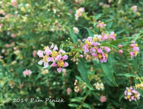 Plant This Dwarf Barbados Cherry Digging