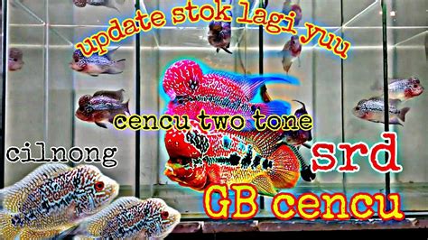 Ready Stok Update Harga Ikan Louhan Cencu Two Tone Dan Srd