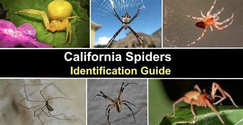 Types of Spiders in California (With Pictures) — Identification Guide