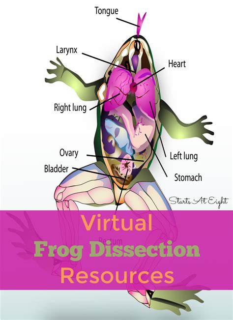 Frog Dissection Pre Lab Worksheet E Street Light