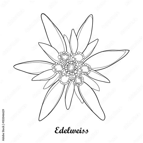 Vector Illustration With Outline Edelweiss Or Leontopodium Alpinum