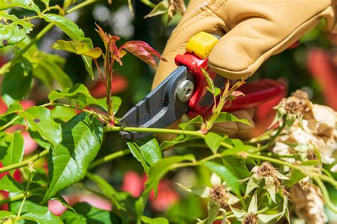 Taille des rosiers guide pratique pour des floraisons réussies