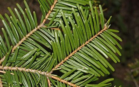 Grand Fir Native Plant Spotlight King Conservation District