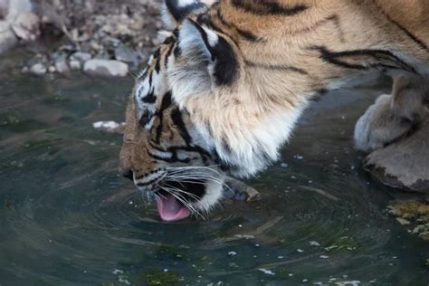 Tiger drinking water Stock Photos, Royalty Free Tiger drinking water ...