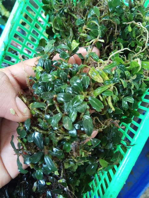 Ide Populer Harga Bucephalandra Mini