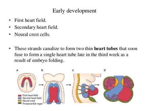 Embryology of heart