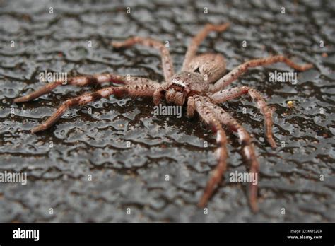 Brown huntsman spider hi-res stock photography and images - Alamy