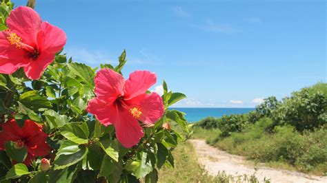 Hibiscus Plant Origins Learn Some Hibiscus Flower History Gardening