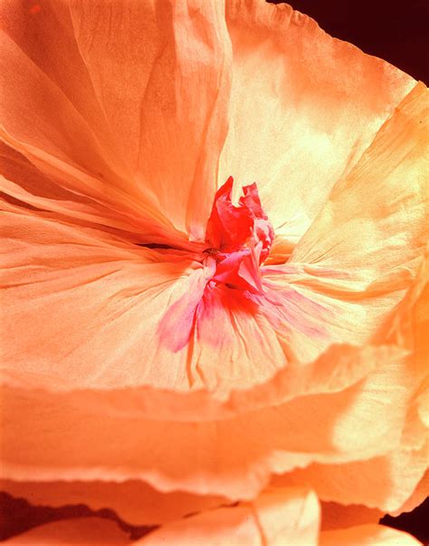 Paper Flower Photograph By Alex Bartel Science Photo Library Fine Art