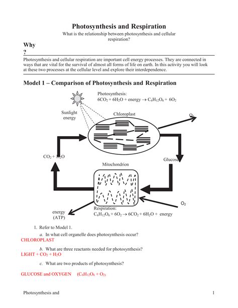 🛞 Pogil Photosynthesis And Respiration Answer Key 👈 Jan24 Elfsad