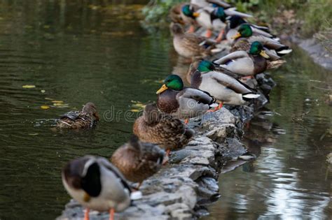 Los Patos Duermen Limpian Sus Plumas Comen Algas Los Patos Se Reflejan