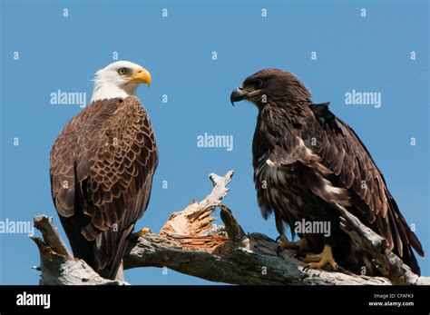 american bald eagle and juvenile chick Stock Photo - Alamy