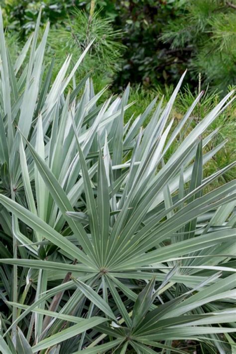 Buy Silver Saw Palmetto Palm FREE SHIPPING Wilson Bros Gardens 3