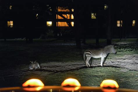 Disney's Animal Kingdom Lodge Night Safari