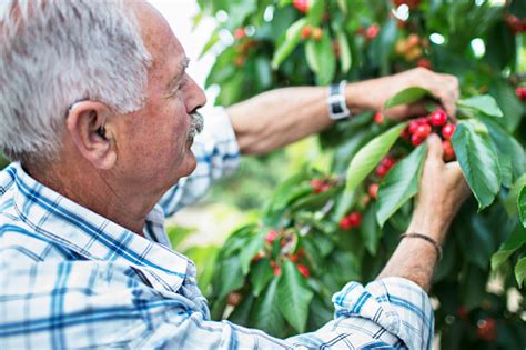 Cherry picking – free photo on Barnimages