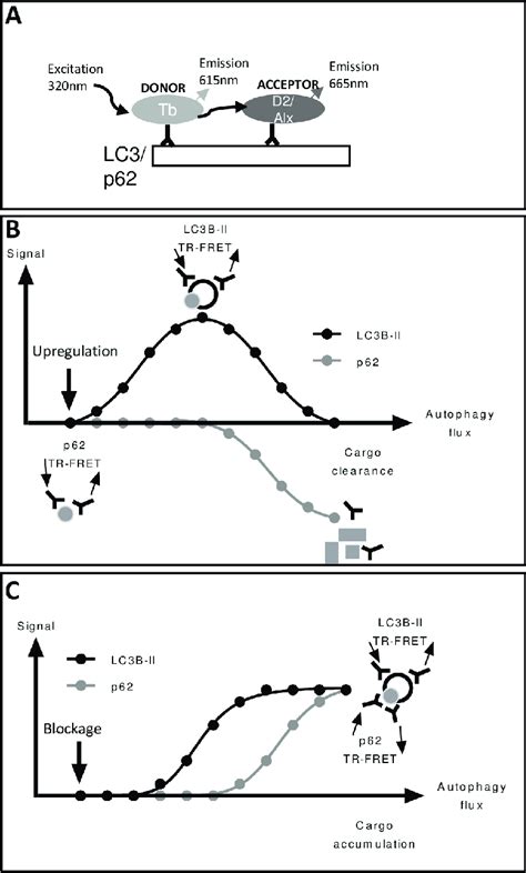 Overview of TR-FRET assay. The TR-FRET signal relies on transfer of ...