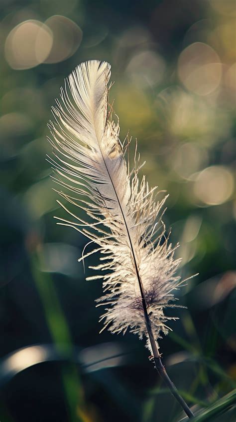 close-up feather photography, feather in sunlight, nature macro ...