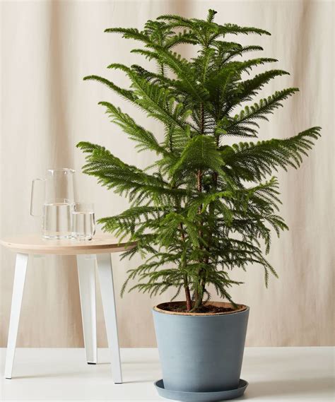 Norfolk Island Pine How To Care For Norfolk Pine