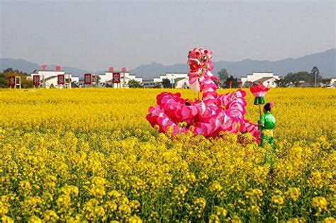 四川泸州：油菜花开春意浓 乡村美景入画来牟科踏青泸县