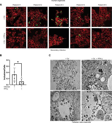 Figures And Data In C Myc Plays A Key Role In Ifn Induced Persistence