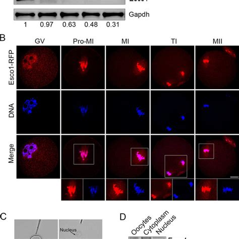 Protein Expression And Subcellular Localization Of Esco During Mouse