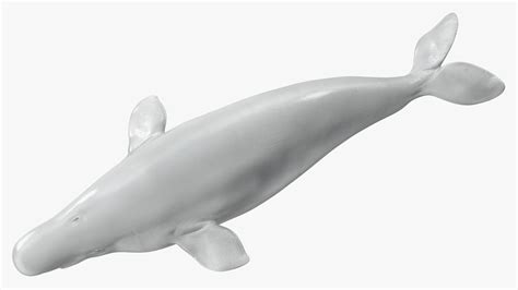 Beluga Whale Adult 3d Model 99 3ds Blend C4d Fbx Max Ma Lxo