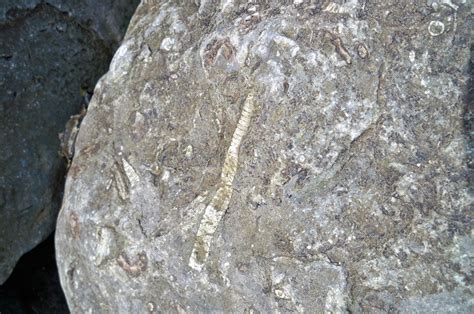 Crinoid Stem In Limestone Uk Fossil Collecting