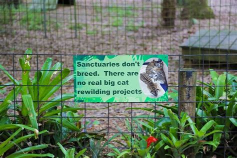 Exotic Cats At Big Cat Rescue In Tampa Fl Wander The Map