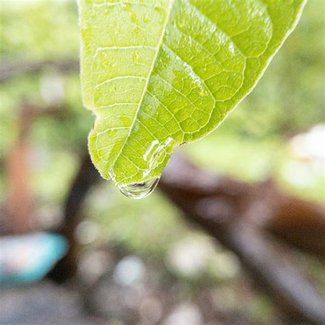 Leaf Dew Wet Free Photo On Pixabay Pixabay