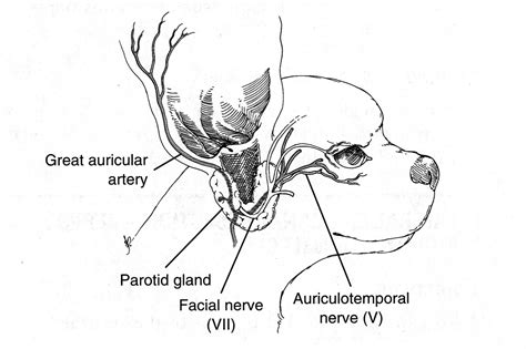 Cat Ear Canal Diagram