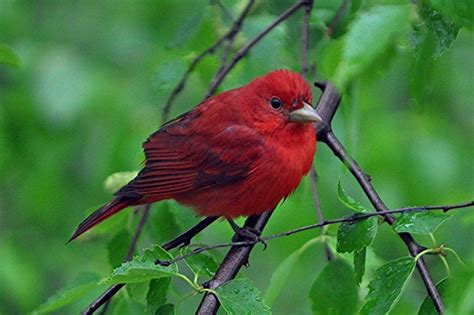 Pin On Feathered Friends