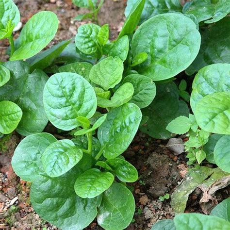 Premium Pack Chinese Big Green Leaf Alugbati Malabar Spinach Vegetable