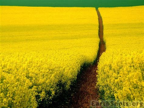 Yellow Field Beautiful Nature Scenery Yellow Fields