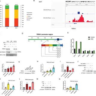 Prdm Interacts With The Promoter Of Trpa To Transactivate Its