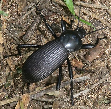 Eleodes Eleodes Obscura BugGuide Net