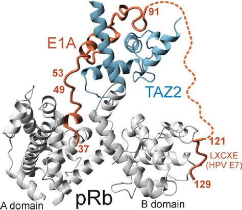 Retinoblastoma Protein Structure