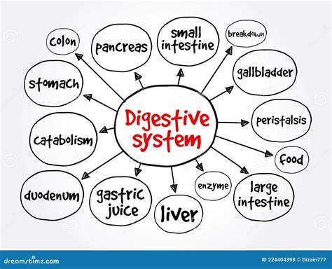 Digestive System Concept Map