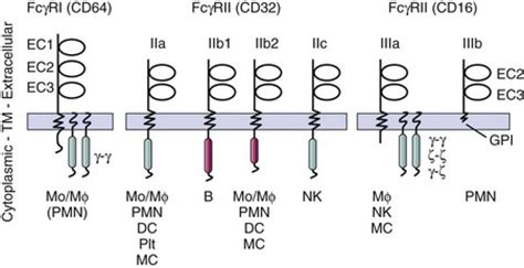 Abnormalities in Immune Complex Clearance and Fcγ Receptor Function ...