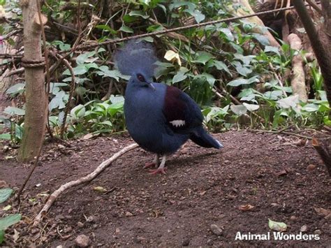 Animal Wonders - Western Crowned Pigeon