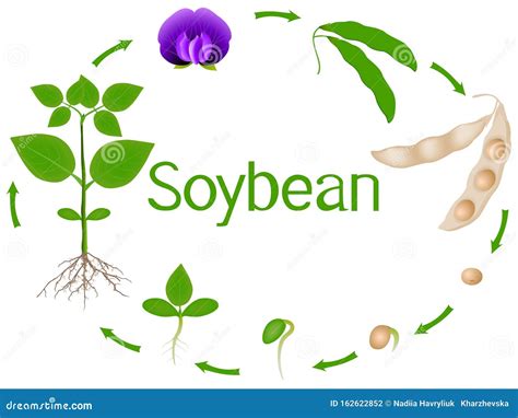 Soybean Plant Growth Stages