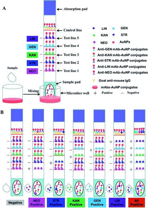 Multiplex Lateral Flow Immunoassay For Five Antibiotics Detection Based